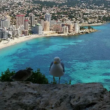 Voramar كاليبي